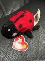 Left side view of Ty Beanie Baby ladybug showing swing tag