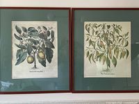Both framed botanical prints hung on wall