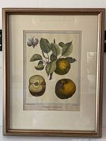 Full view of framed botanical print