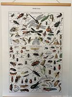 Full view of insect poster suspended from wooden hanger