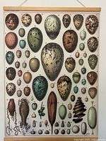 Full view of bird egg illustration poster with wooden hanger