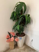 Full view of both artificial plants showing relative sizes and containers