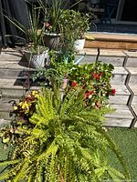 Front view showing fern, begonias, other planters on deck