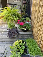 overall view of all potted plants on deck steps and patio