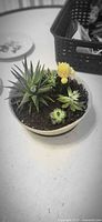 Top view of ceramic bowl showing arrangement of succulents and cactus in soil