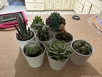 Eight artificial succulents and cacti in white pots arranged on countertop