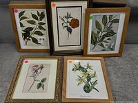 Group shot of five framed botanical prints