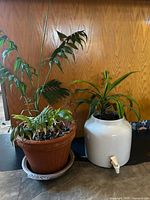 Parlor palm in terracotta pot and dracaena in white crock