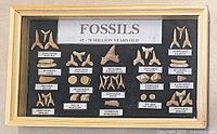Overall view of framed fossil collection with all labeled specimens visible