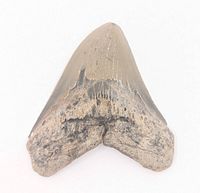 Front view of fossilized Megalodon tooth showing enamel surface and root