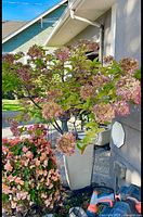 Hydrangea shrub with pink fading blooms in tall light beige planter beside house