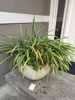 Planter with agapanthus on porch step