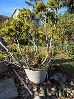 Full view of dwarf pine bonsai in stone pot placed among rocks