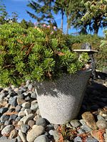 Dwarf evergreen shrub in gray planter on stone ground