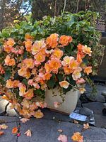 Front view of planter showing cascading begonia blooms and cream container