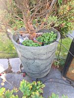 Full view of planter showing trunk base and concrete pot