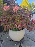 Front view of planter showing hydrangea foliage and flowers, planter color, and caddy