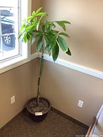 Full view of money tree plant in planter beside window
