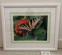 Front view of framed butterfly photograph showing image, mats, and frame