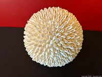 Close-up of shell ball showing dense white Nassa shells