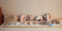 Full lot overview including coral, large shells, small shells and measuring tape for scale