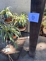 Overall view of black metal stand with three spider plant planters