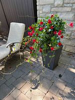 Mandevilla vine in tall wicker planter on patio