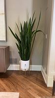 Full view of snake plant in pot on stand