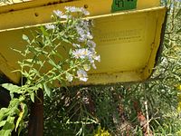 SnowBear logo on yellow blade underside