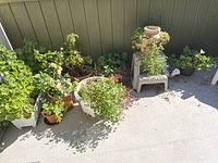 Group of potted plants arranged against wall next to grey step stool