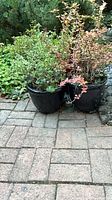 Two black glazed ceramic pots with shrubs