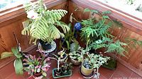 Group overview of all potted plants in sun porch corner