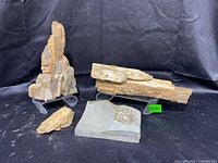 Overall view of three petrified wood pieces (two on stands, one loose) and fossil slab