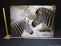 Front view of sepia zebra canvas with measuring aids for scale