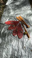 All items on tarp: three red snowshoes, two paddles, bat and ball visible