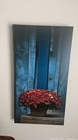Front view of vertical photographic print showing red mums in pot against blue boards