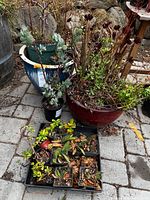 Overall view of large blue and red ceramic planters, black nursery pot, and tray of small succulents