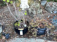 Two succulent planters side by side in garden bed