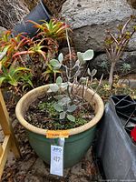 Main view of largest green ceramic pot with kalanchoe and surrounding aloe pots
