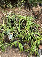 Group of black nursery pots filled with agapanthus and other plants