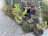 Group of all four potted succulents