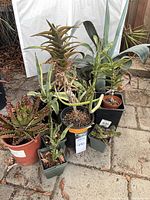Group of 11 potted cacti and succulents on patio, showing pot sizes and plant variety