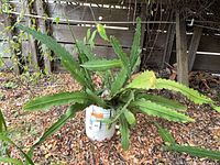 Entire Epiphyllum plant showing spread and bucket container