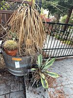 Half wine barrel planter with dried plant, potted cactus on rim, agave beside
