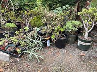 Group of various small and medium potted succulents on gravel