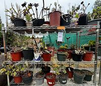 Full view of metal rack holding numerous potted succulents