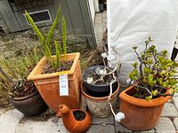 Group of five pots with various succulents