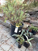 Group shot showing all pots and plants