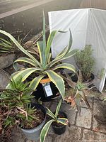 Group of five potted plants including variegated agave, rosemary, succulents