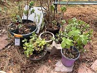 Group shot of six potted plants and concrete star